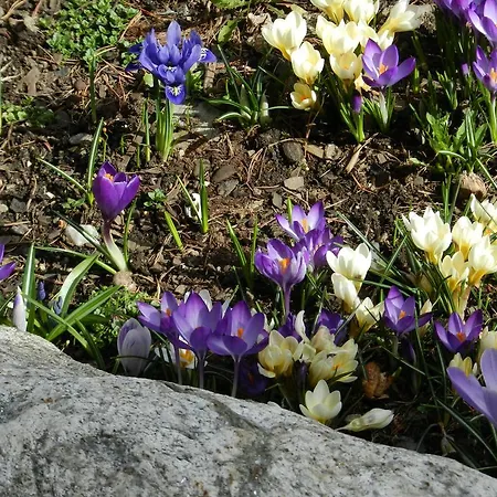 Fruehstueckspension Eichberger Affittacamere